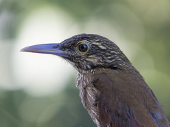 Dendrocolaptes picumnus