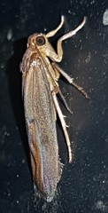 Lambula
