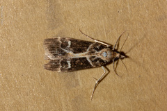 Eudonia melanaegis