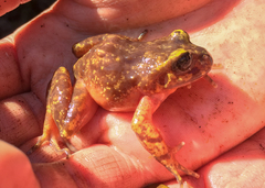 Eupsophus emiliopugini