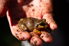 Eupsophus emiliopugini