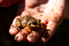 Eupsophus emiliopugini