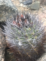 Eriosyce paucicostata