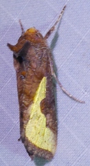 Thysanoplusia orichalcea