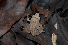 Platymantis corrugatus