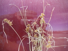 Cyperus acuminatus