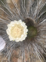 Eulychnia taltalensis