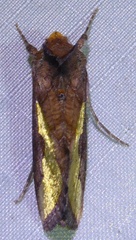Thysanoplusia orichalcea