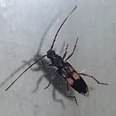 Phoracantha punctata