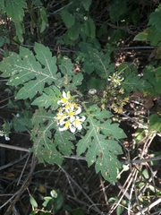 Solanum grayi