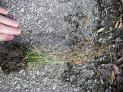 Cyperus acuminatus