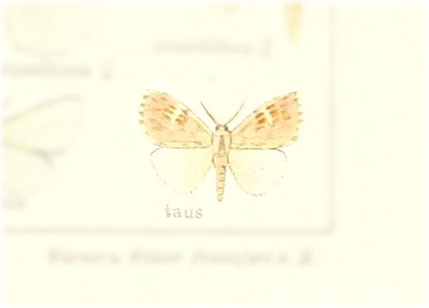 Thagona taus
