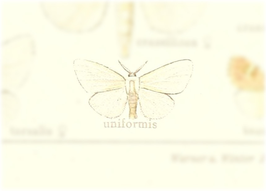 Thagona uniformis
