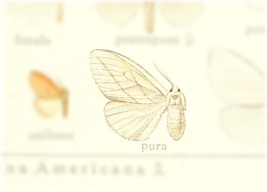 Thagona pura