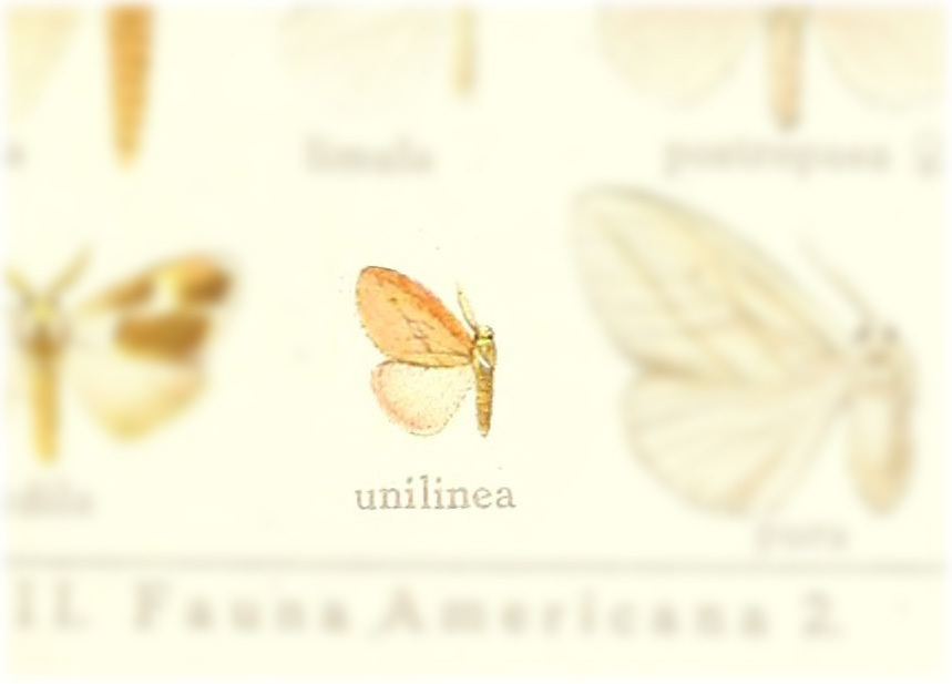 Thagona unilinea