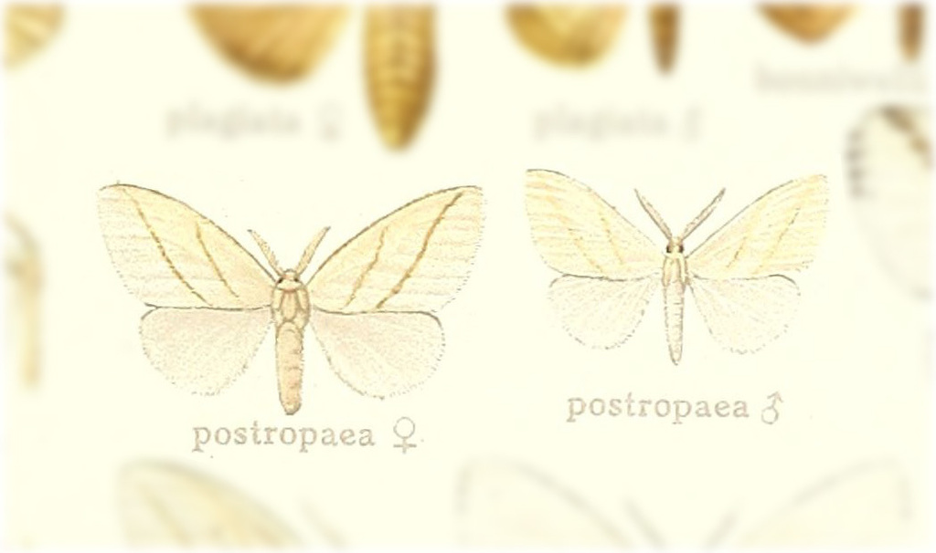 Thagona postropaea