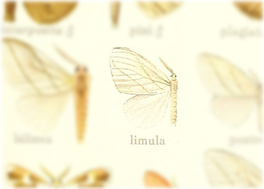Thagona limula