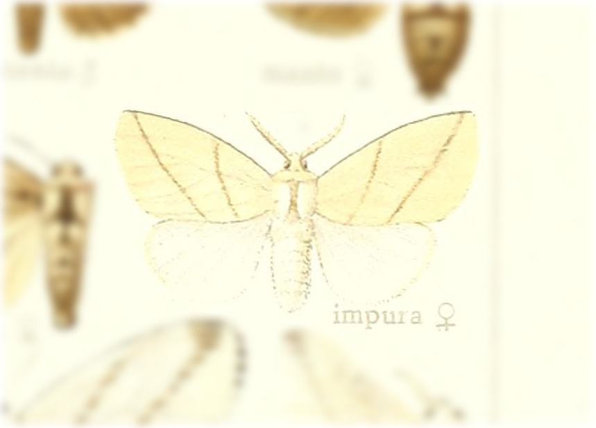 Thagona impura