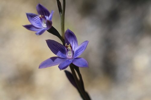 Thelymitra observed 2016-12-17