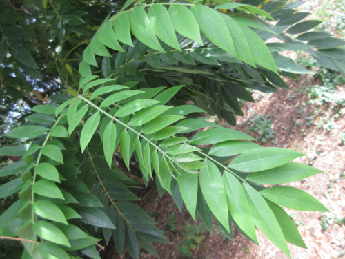 whitebark senna