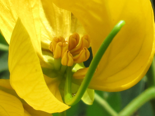 whitebark senna