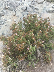 Heliotropium pycnophyllum