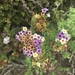 Heliotropium pycnophyllum - Photo (c) barbara_lb, algunos derechos reservados (CC BY-NC), subido por barbara_lb
