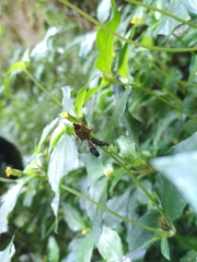 Cantheconidea javana