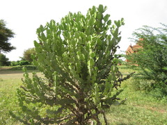 Euphorbia