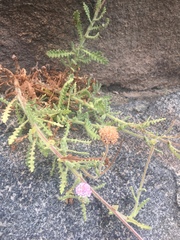 Polyachyrus fuscus