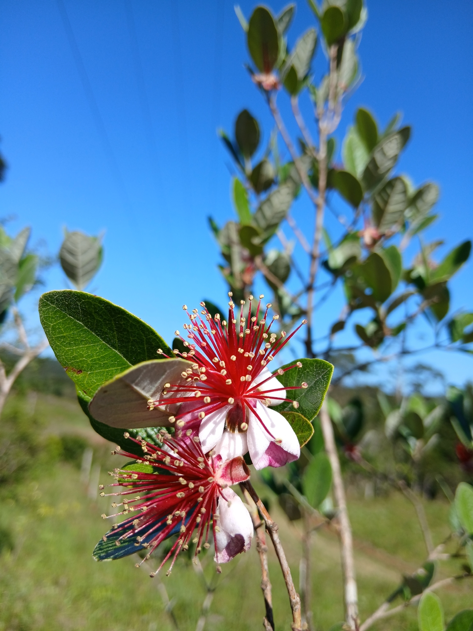 Feijoa sellowiana