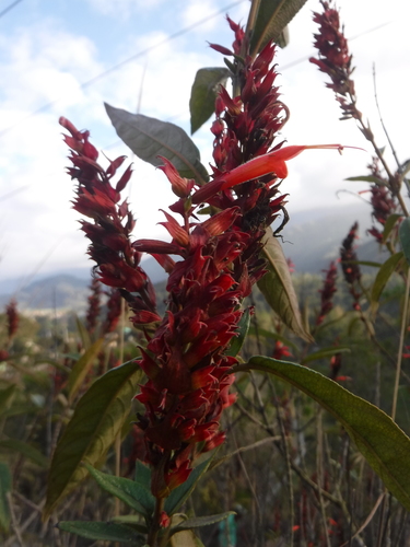 Dominican Sage (Salvia tuerckheimii)