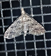 Sufetula hemiophthalma