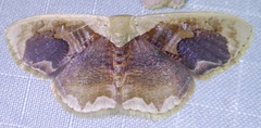 Lipomelia subusta