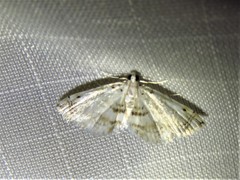 Neurophyseta