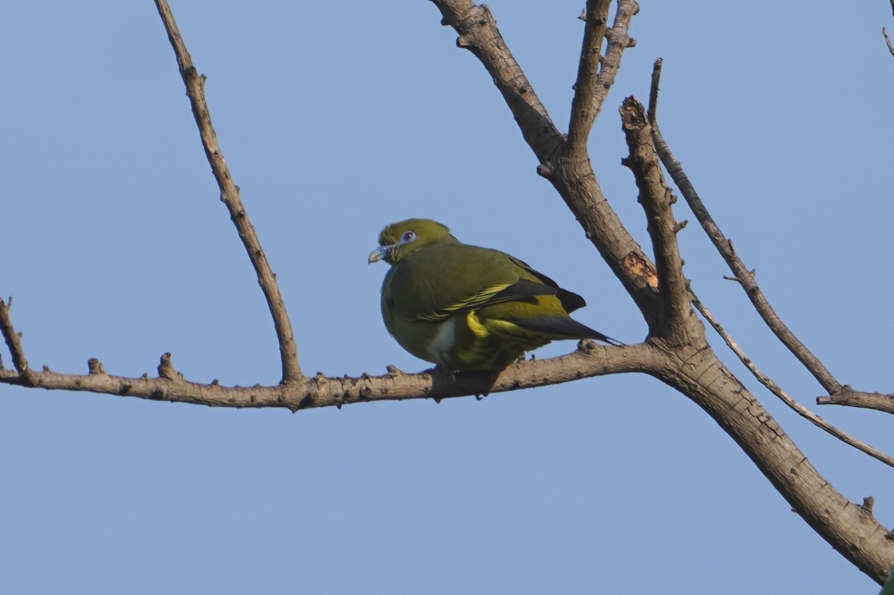 Yellow-vented Green Pigeon
