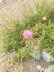Polyachyrus fuscus