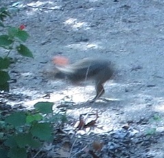 Sylvilagus aquaticus