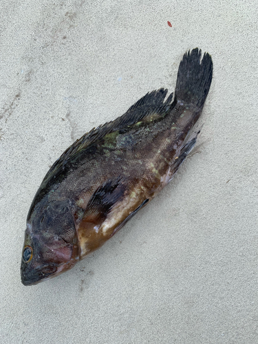 Dusky Grouper