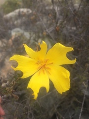 Balbisia peduncularis