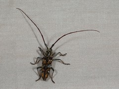 Monochamus marmorator
