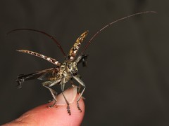 Monochamus marmorator