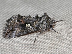 Syngrapha octoscripta