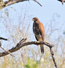 Parabuteo unicinctus