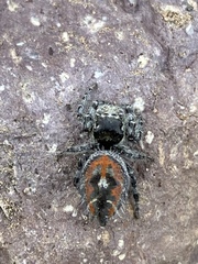 Phidippus phoenix