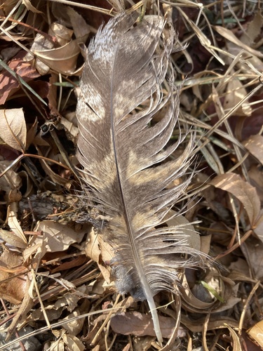 View observation of {o.common_name} on iNaturalist