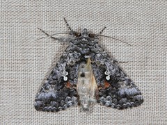 Syngrapha octoscripta