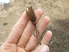 Romneya coulteri
