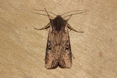 Ichneutica omoplaca