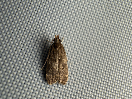 Helcystogramma melantherella photo 5
